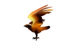 Fire bird eagle in flight as symbol of power and freedom Royalty Free Stock Photo