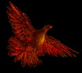 Fire bird - phoenix