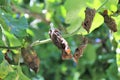 Fire blight disease affected apples leaves