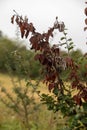 Fire blight, fireblight, quince apple and pear disease, caused by bacteria Erwinia amylovora Royalty Free Stock Photo