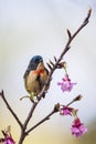 Fire-breasted Flowerpecker Royalty Free Stock Photo