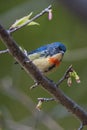 Fire-breasted Flowerpecker Royalty Free Stock Photo
