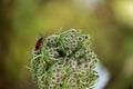 Fire bug on wild carrot Royalty Free Stock Photo