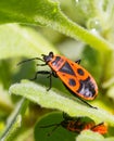 Fire bugs Royalty Free Stock Photo