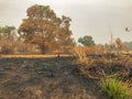 After fire burn forest become arid Royalty Free Stock Photo