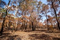 After fire burn forest become arid Royalty Free Stock Photo