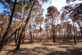 After fire burn forest become arid Royalty Free Stock Photo