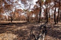 Fire burned forest become arid Royalty Free Stock Photo