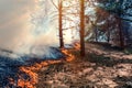 Fire burn forest