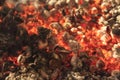 The fire, burning coals close up. Royalty Free Stock Photo
