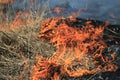 Fire burning dry grass dangerously Royalty Free Stock Photo