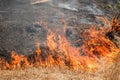 Fire burning dry grass field in Thailand Royalty Free Stock Photo