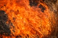 Fire burning dry grass field in Thailand Royalty Free Stock Photo