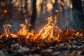 Fire burning in forest Royalty Free Stock Photo