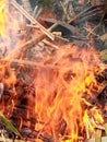 a fire that burns the leaves and woods during hot daylight Royalty Free Stock Photo