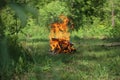 Fire burns stacked firewood outside forest glade Royalty Free Stock Photo