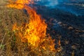 Fire burns stubble on the field destroy summer Royalty Free Stock Photo