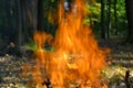 The fire burns in the woods Royalty Free Stock Photo