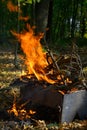 The fire burns in the woods Royalty Free Stock Photo