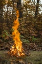 The fire burns in the woods Royalty Free Stock Photo