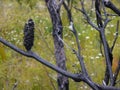 After the fire: burnt banksia seed cone charred branches and epacris flowers