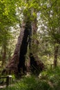 FIre burnt out centre Red Tingle tree endemic to South West of Western Australia, Walpole Royalty Free Stock Photo