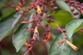 Fire Bush Hamelia patens is a pollinator paradise with bees and butterflies loving the orange flowers