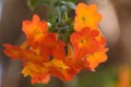 Marmalade bush Streptosolen jamesonii, pending orange flowers Royalty Free Stock Photo