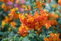 Marmalade bush Streptosolen jamesonii, with bright orange flowers Royalty Free Stock Photo