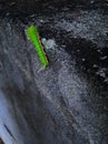 Fire caterpillar however green