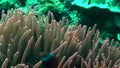 Fire clownfish Amphiprion melanopus with Actinia Entacmaea quadricolor in the corals in Zulu sea Dumaguete