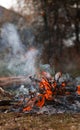 Fire coal forest. Bonfire in spring forest