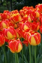 Fire color tulips group