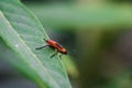 Fire-colored beetle on a green leaf Royalty Free Stock Photo