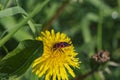 Fire-colored beetle Pyrrhocoridea on the blossom of a buttercup Royalty Free Stock Photo