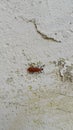 Fire colored beetle on white wall. Royalty Free Stock Photo