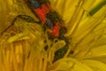 Fire-coloured beetle collects pollen from a flower.