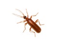 Dendroides concolor fire-coloured brown shiny beetle on white