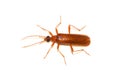 Dendroides concolor shiny brown long beetle