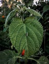 Fire-coloured beetle in Leaf surface with a lot of veins