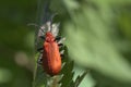 Fire-coloured beetle