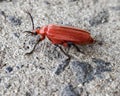 Fire-coloured beetles is crawling on the ground