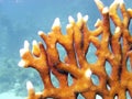 Fire coral Royalty Free Stock Photo