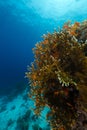 Fire coral and the aquatic life in the Red Sea. Royalty Free Stock Photo