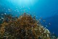 Fire coral and the aquatic life in the Red Sea. Royalty Free Stock Photo