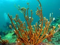 Fire Coral and a Diver Royalty Free Stock Photo
