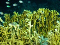 Fire Coral Millepora in the Red Sea