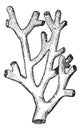 Fire Coral or .Millepora sp., vintage engraving