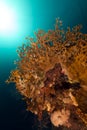 Fire coral in the Red Sea. Royalty Free Stock Photo