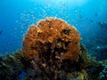 Fire coral in the Red Sea Royalty Free Stock Photo